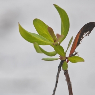 Unverified Plant at Brunswick Heads, NSW - 16 Nov 2023 by macmad