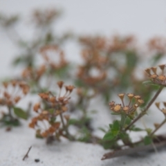 Pomax umbellata (A Pomax) at Brunswick Heads, NSW - 16 Nov 2023 by macmad