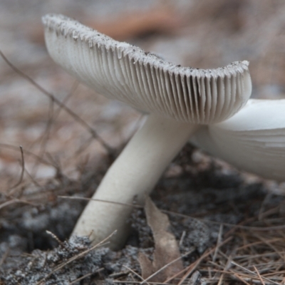 zz agaric (stem; gills white/cream) at Brunswick Heads, NSW - 16 Nov 2023 by macmad