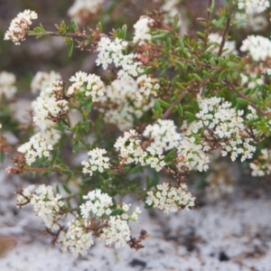 Platysace ericoides at Brunswick Heads, NSW - 16 Nov 2023