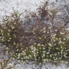 Platysace ericoides at Brunswick Heads, NSW - 16 Nov 2023 08:49 AM