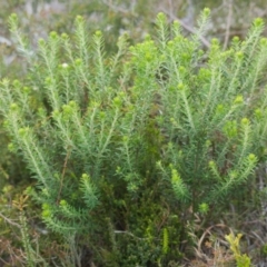 Unverified Plant at Brunswick Heads, NSW - 16 Nov 2023 by macmad
