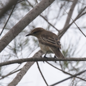 Lalage tricolor at Brunswick Heads, NSW - 16 Nov 2023