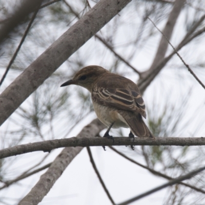 Lalage tricolor (White-winged Triller) at Brunswick Heads, NSW - 16 Nov 2023 by macmad