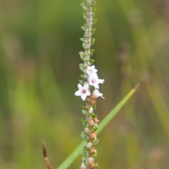 Epacris microphylla (Coral Heath) at Brunswick Heads, NSW - 16 Nov 2023 by macmad