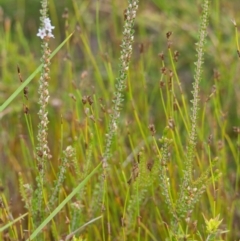 Epacris microphylla at Brunswick Heads, NSW - 16 Nov 2023