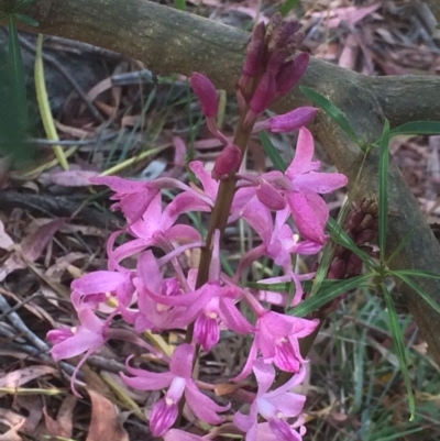 Dipodium roseum (Rosy Hyacinth Orchid) at Mount Majura - 25 Nov 2023 by petersan