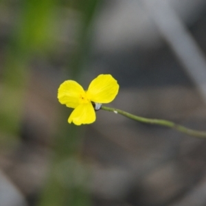 Xyris sp. at Brunswick Heads, NSW - 16 Nov 2023