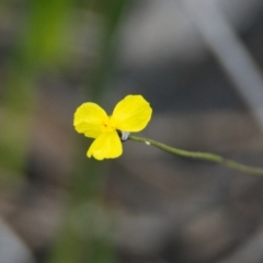 Xyris sp. (Yellow Eye) at Brunswick Heads, NSW - 15 Nov 2023 by macmad