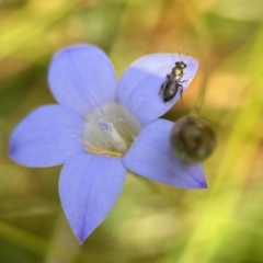 Lasioglossum (Homalictus) urbanum (Furrow Bee) at Aranda, ACT - 25 Nov 2023 by KMcCue