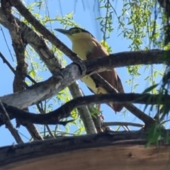 Nycticorax caledonicus (Nankeen Night-Heron) at Lake Tuggeranong - 24 Sep 2023 by plaxy