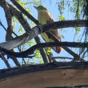 Nycticorax caledonicus at Lake Tuggeranong - 24 Sep 2023 10:00 AM