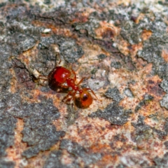 Pheidole sp. (genus) (Seed-harvesting ant) at Higgins Woodland - 26 Nov 2023 by Untidy