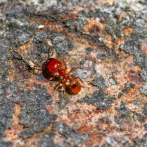 Pheidole sp. (genus) at Higgins Woodland - 26 Nov 2023