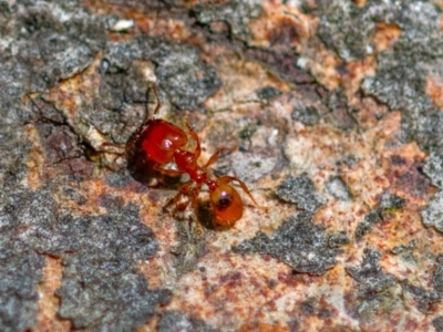 Pheidole sp. (genus) (Seed-harvesting ant) at Higgins Woodland - 25 Nov 2023 by Untidy