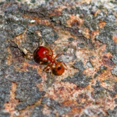 Pheidole sp. (genus) (Seed-harvesting ant) at Higgins Woodland - 25 Nov 2023 by Untidy