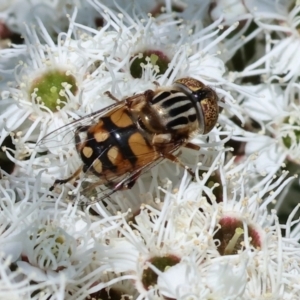 Eristalinus punctulatus at Wodonga - 26 Nov 2023 09:14 AM