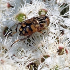 Eristalinus punctulatus at Wodonga - 26 Nov 2023