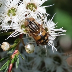 Eristalinus punctulatus at Wodonga - 26 Nov 2023 09:14 AM