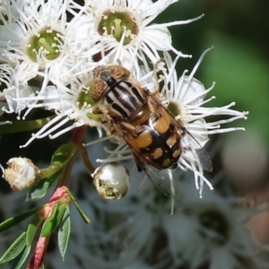Eristalinus punctulatus at Wodonga - 26 Nov 2023 09:14 AM