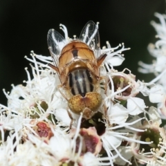 Eristalinus punctulatus at Wodonga - 26 Nov 2023 09:14 AM