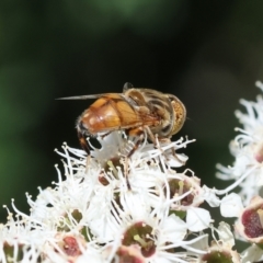 Eristalinus punctulatus at Wodonga - 26 Nov 2023 09:14 AM