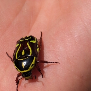 Eupoecila australasiae at Hackett, ACT - 26 Nov 2023 11:38 AM