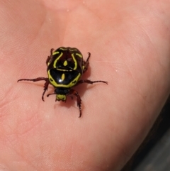 Eupoecila australasiae at Hackett, ACT - 26 Nov 2023