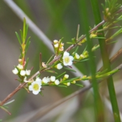 Baeckea frutescens (Weeping Baeckea) at Brunswick Heads, NSW - 16 Nov 2023 by macmad