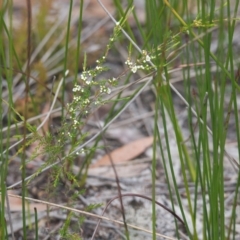 Baeckea frutescens at Brunswick Heads, NSW - 16 Nov 2023 08:54 AM