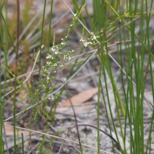 Baeckea frutescens at Brunswick Heads, NSW - 16 Nov 2023 08:54 AM