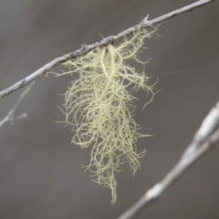 Usnea sp. at Brunswick Heads, NSW - 15 Nov 2023 by macmad