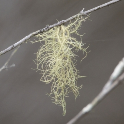 Usnea sp. (genus) at Brunswick Heads, NSW - 16 Nov 2023 by macmad