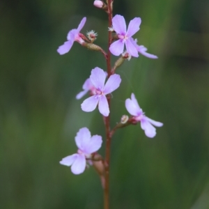 Stylidium sp. at Wallum - 16 Nov 2023 09:03 AM