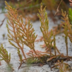 Unverified Plant at Wallum - 16 Nov 2023 by macmad