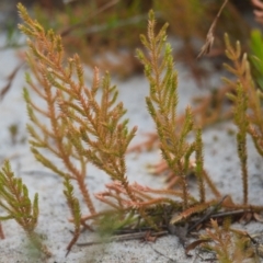 Unidentified Plant at Wallum - 15 Nov 2023 by macmad