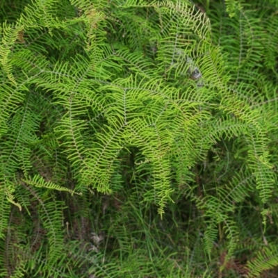 Gleichenia dicarpa at Wallum - 15 Nov 2023 by macmad