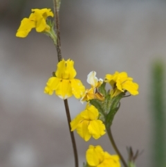 Goodenia stelligera (Wallum Goodenia) at Brunswick Heads, NSW - 15 Nov 2023 by macmad