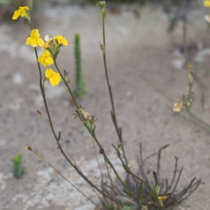 Goodenia stelligera at Brunswick Heads, NSW - 16 Nov 2023