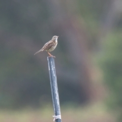 Anthus australis (Australian Pipit) at Brunswick Heads, NSW - 16 Nov 2023 by macmad