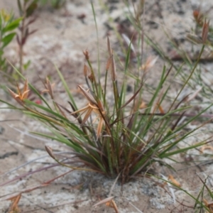 Patersonia sp. at Brunswick Heads, NSW - 16 Nov 2023