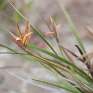 Patersonia sp. at Brunswick Heads, NSW - 16 Nov 2023