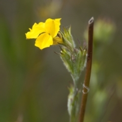 Goodenia stelligera (Wallum Goodenia) at Brunswick Heads, NSW - 16 Nov 2023 by macmad