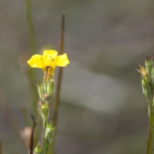 Goodenia stelligera at Brunswick Heads, NSW - 16 Nov 2023