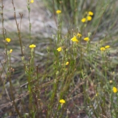 Goodenia stelligera at Brunswick Heads, NSW - 16 Nov 2023