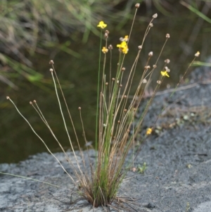 Xyris sp. at Brunswick Heads, NSW - 16 Nov 2023