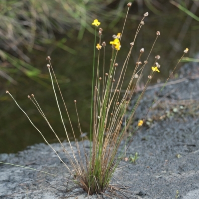 Xyris sp. (Yellow Eye) at Brunswick Heads, NSW - 16 Nov 2023 by macmad