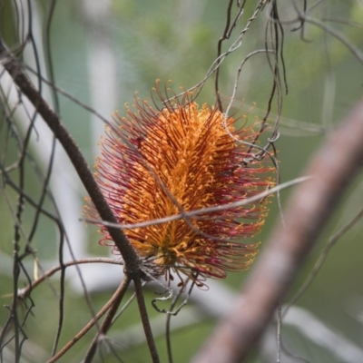 Banksia ericifolia subsp. ericifolia (Heath-leaved Banksia) at Brunswick Heads, NSW - 15 Nov 2023 by macmad