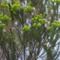 Banksia ericifolia subsp. ericifolia at Brunswick Heads, NSW - 16 Nov 2023