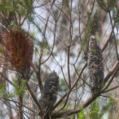 Banksia ericifolia subsp. ericifolia at Brunswick Heads, NSW - 16 Nov 2023